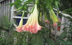 angel trumpet.webp