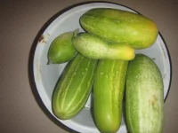 cucumbers late.webp