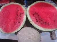 watermelon 2.webp