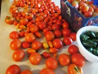 tomatoes_001.webp