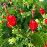 turks cap.webp