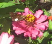 silver spotted skipper.webp