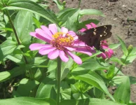 long tailed skipper.webp