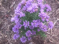 asters.webp