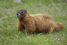 woodchuck.webp