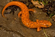 salamander.webp