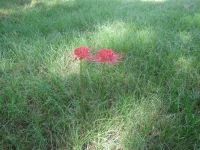 spider lily volunteer.webp