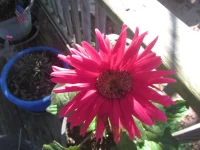 red daisy.webp