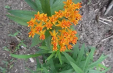 butterfly milkweed.webp