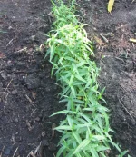 swampweed seedlings.webp