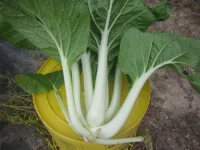 bok choy 2024.webp