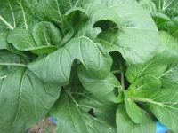 bok choy 1 2024.webp