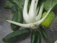 bok choy, late cucks peppers.webp