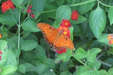 Gulf Fritillary.webp