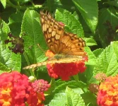 Variegated Fritillary.webp