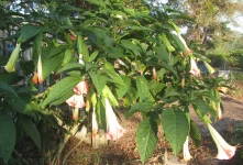 angel trumpet 3.webp