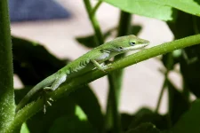 gecko_1.webp