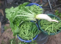 daikon radish, green beens and peppers.webp