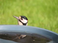 Greater Spotted Woodpecker (6).webp