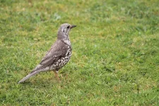 Mistle Thrush 2.webp