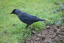 Jackdaw.webp