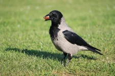 Hooded Crow 2.webp