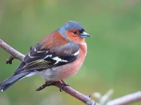 Chaffinch 1.webp