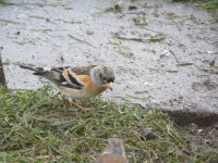 Brambling 2.webp