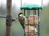 Coal Tit (2).webp