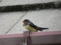 Swallow.webp