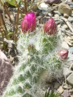 Fig. 45 Austrocylindropuntia vestita 6.webp