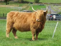 Highland Cow (1).webp