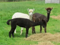 Alpaca (2).webp