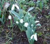 Galanthus elwesii monostictus .webp