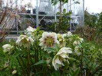 Hellebore Freckled double..webp