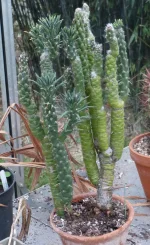 Austrocylindropuntia subulata.webp