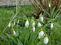 Galanthus plicatus Wendy's Gold.webp