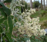 Buddleja salvifolia Alba.webp