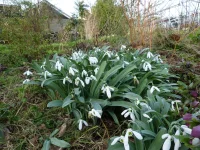 Galanthus elwesii monostictus.webp