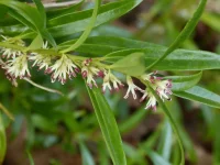 Sarcococca hookeriana.webp