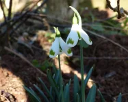 Galanthus plicatus Trymming.webp