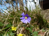 Anemone blanda 2.webp