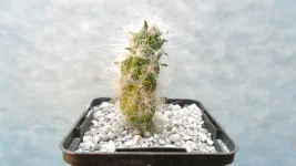 Austrocylindropuntia floccosa ziggys cactus shop uk.webp