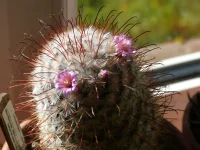 Mammiillaria bombycina.webp