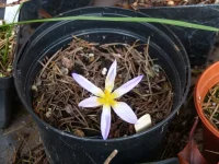 Crocus rujanensis.webp