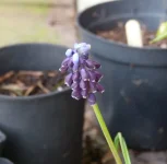 Muscari pulchellum.webp