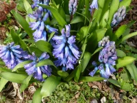 Blue hyacinth.webp